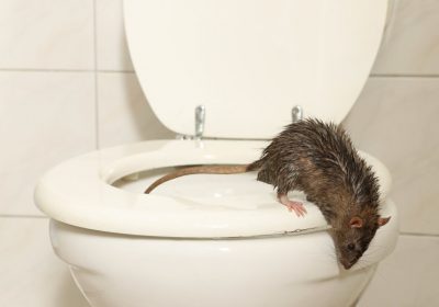 Ratten im Kanal Essensreste im Kanal lockt Ratten